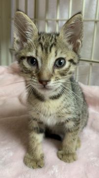 オシキャット【東京都・男の子・2019年4月12日・ブラウンスポテッドタビー】の写真「可愛い男の子です。」