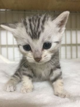 アメリカンショートヘア【東京都・女の子・2018年7月21日・シルバータビー】の写真「可愛い女の子です。」