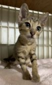 オシキャット