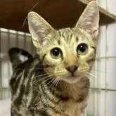 オシキャット【東京都・女の子・2022年3月4日・チョコレートクラッシックタビー】の写真1