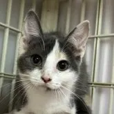 マンチカン(長足)【東京都・女の子・2023年2月20日・ダイリュートキャリコ】の写真1