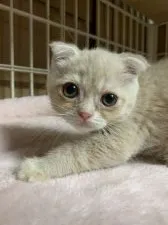 スコティッシュフォールド(折れ耳)【東京都・女の子・2020年3月5日・クリームタビー】の写真2