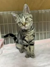 アメリカンショートヘア【東京都・男の子・2019年6月23日・ブラウンタビー】の写真2