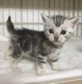 アメリカンショートヘア【東京都・女の子・2018年7月21日・シルバータビー】の写真2