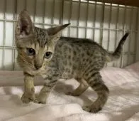 オシキャット【東京都・男の子・2021年5月10日・ブラウンスポテッドタビー】の写真3