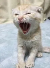 スコティッシュフォールド(折れ耳)【東京都・男の子・2018年3月16日・クリームタビー】の写真5