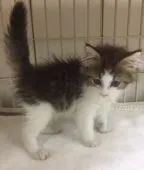 サイベリアン【東京都・男の子・2018年6月16日・ブラウンタビー&ホワイト(ロング)】の写真5