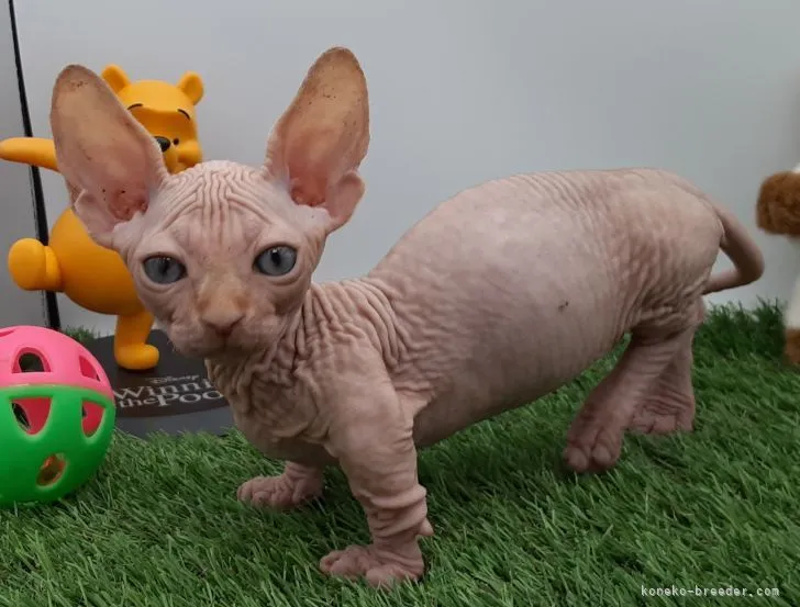 ID：2203-00985の子猫