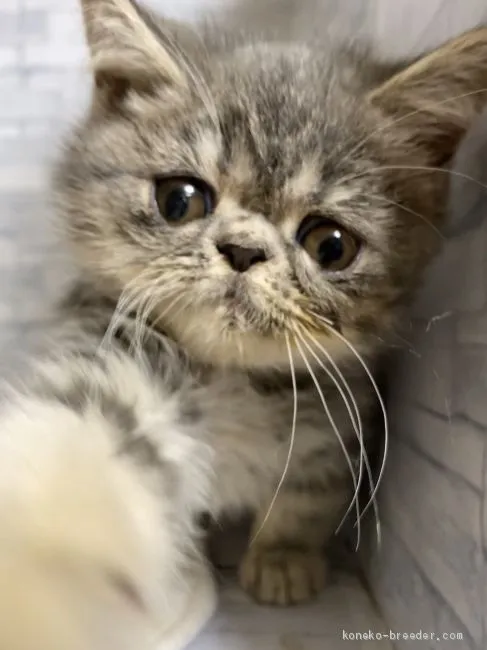 ID:2011-00165の子猫