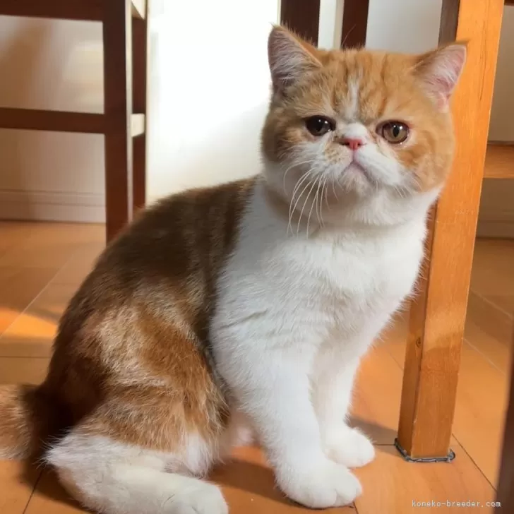 ぽんた 様のお迎えした子猫