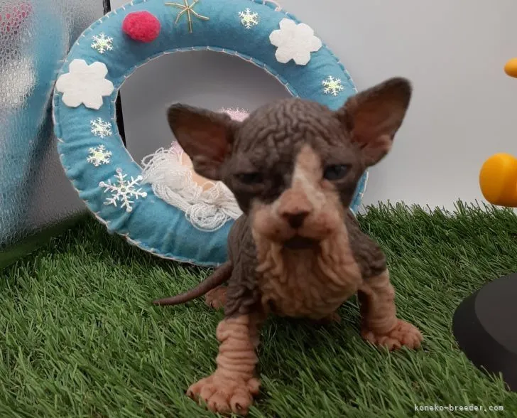 ID：2202-01963の子猫