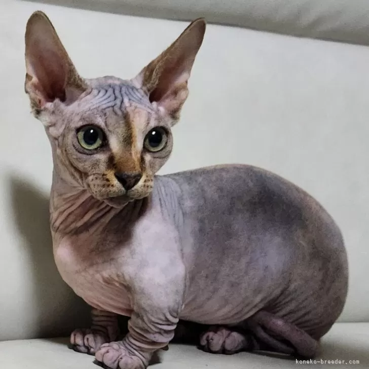 ID：2410-00193の子猫