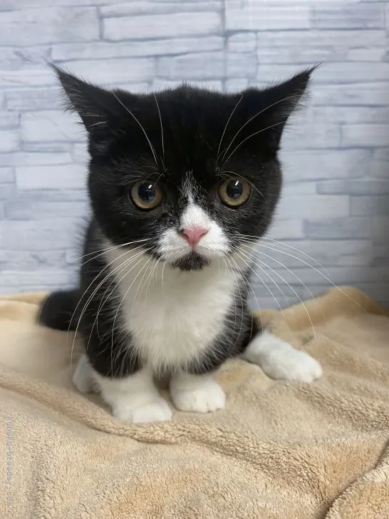 ID：2107-02794の子猫