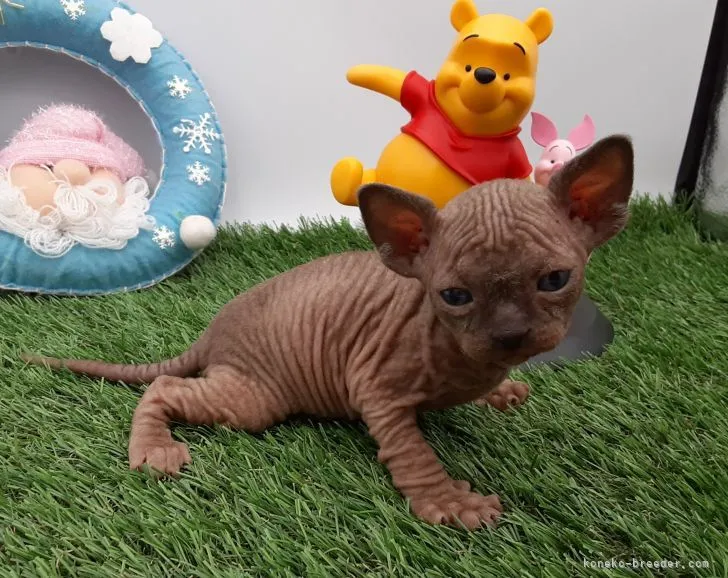 ID：2202-01960の子猫