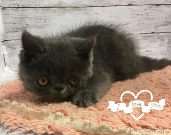 ケイ 様のお迎えした子猫