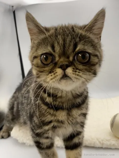 ID:2202-00688の子猫