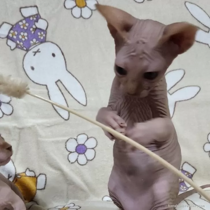 ID:2404-03127の子猫