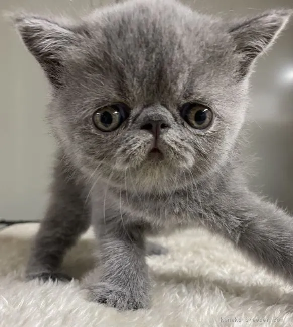 ID：2108-02236の子猫