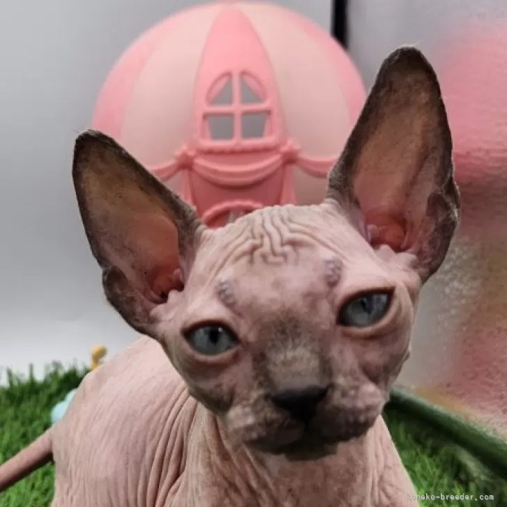 ID：2404-00527の子猫