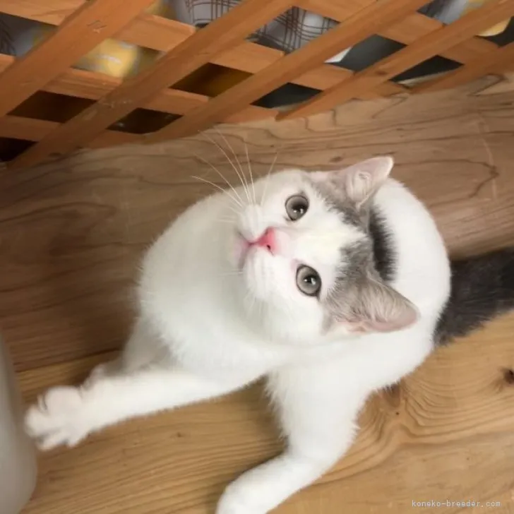 H.E 様のお迎えした子猫