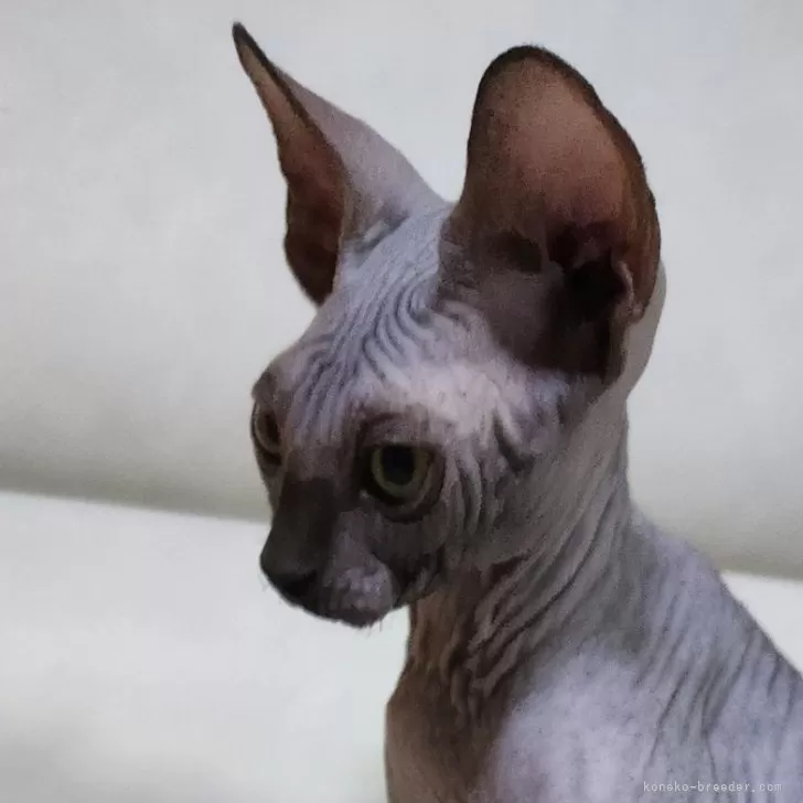 ID：2405-01054の子猫