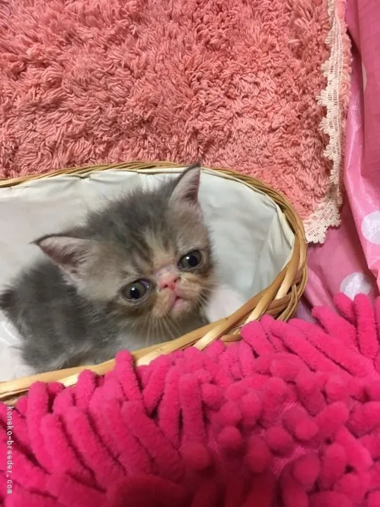 ID:1708-00946の子猫