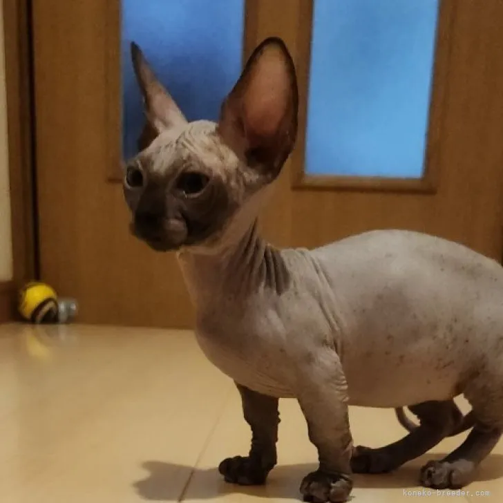 ID：2306-00240の子猫