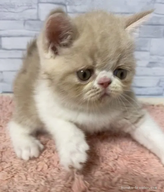 macaron 様のお迎えした子猫