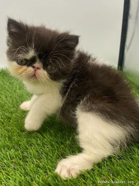 ID：2110-00125の子猫