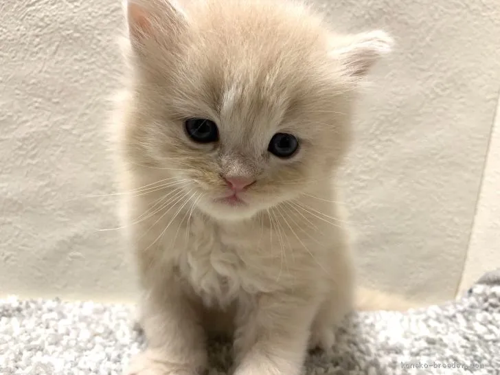 ID:2005-02508の子猫