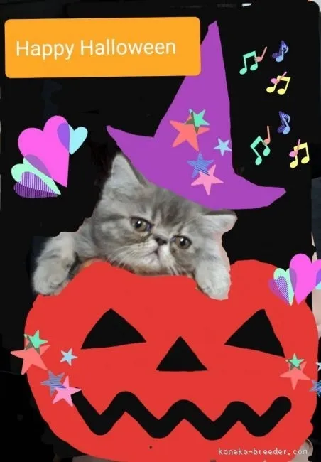たんたん☆ 様のお迎えした子猫