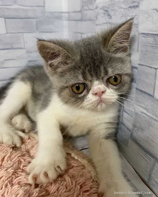 ID:2007-00320の子猫