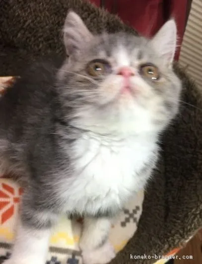 ID:1708-00324の子猫