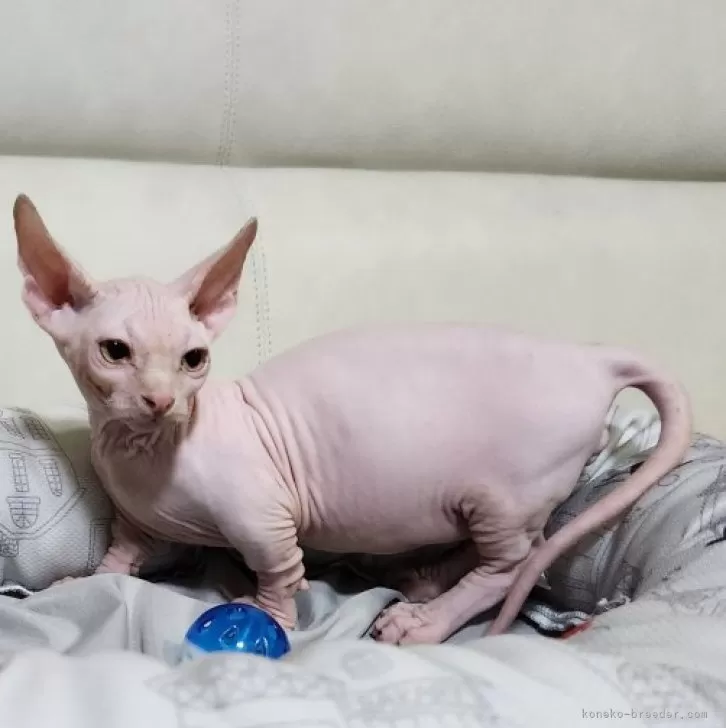 ID:2405-03027の子猫