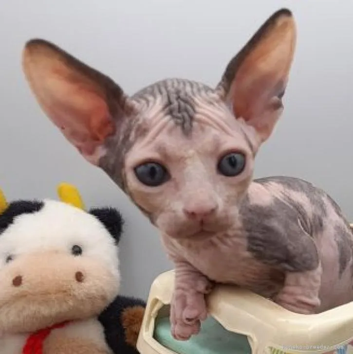 ID:2208-02181の子猫