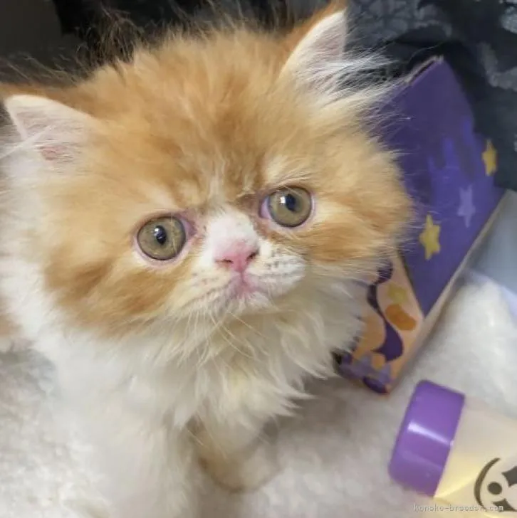 ID:2210-02287の子猫
