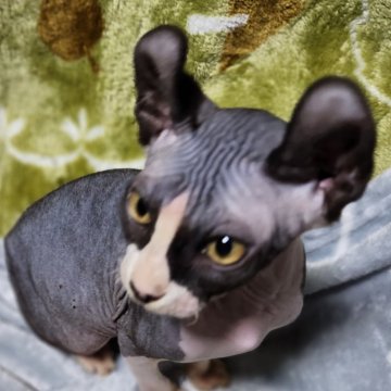 ドウェルフ【兵庫県・男の子・2023年9月27日・ブラック&ホワイト】の写真「ねこちゃんと　夢見ましょう」