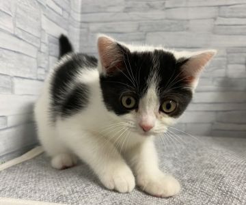 ミヌエット【兵庫県・女の子・2021年6月23日・ブラック&ホワイト】の写真「白黒ハチワレ美猫
おっとりな顔がたまりません💕」