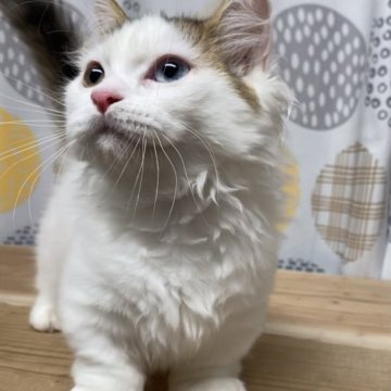 マンチカン【兵庫県・女の子・2023年2月22日・キャリコ】の写真「可愛いお顔　超短足オッドアイの女の子」