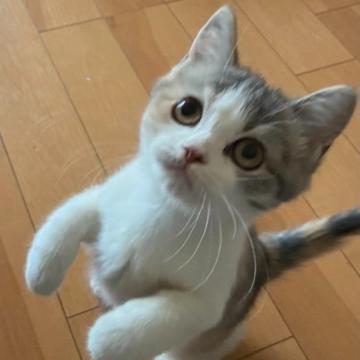ミヌエット【兵庫県・女の子・2022年9月9日・ダイリュウトウキャリコ】の写真「綺麗なキュンとくる毛並の猫ちゃん」