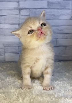 エキゾチックショートヘア【兵庫県・男の子・2021年4月4日・クリーム】の写真「とても優しいクリーム色😸」