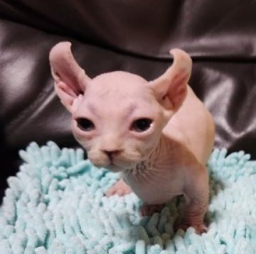 ドウェルフ【兵庫県・女の子・2023年4月21日・ホワイト（しろ）】の写真「珍しいドウェルフの子猫、傍らで成長を見守ってね。」