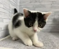 ミヌエット【兵庫県・女の子・2021年6月23日・ブラック&ホワイト】の写真1「まんまる目の美猫です🐈ぜひ見に来て下さい😸」