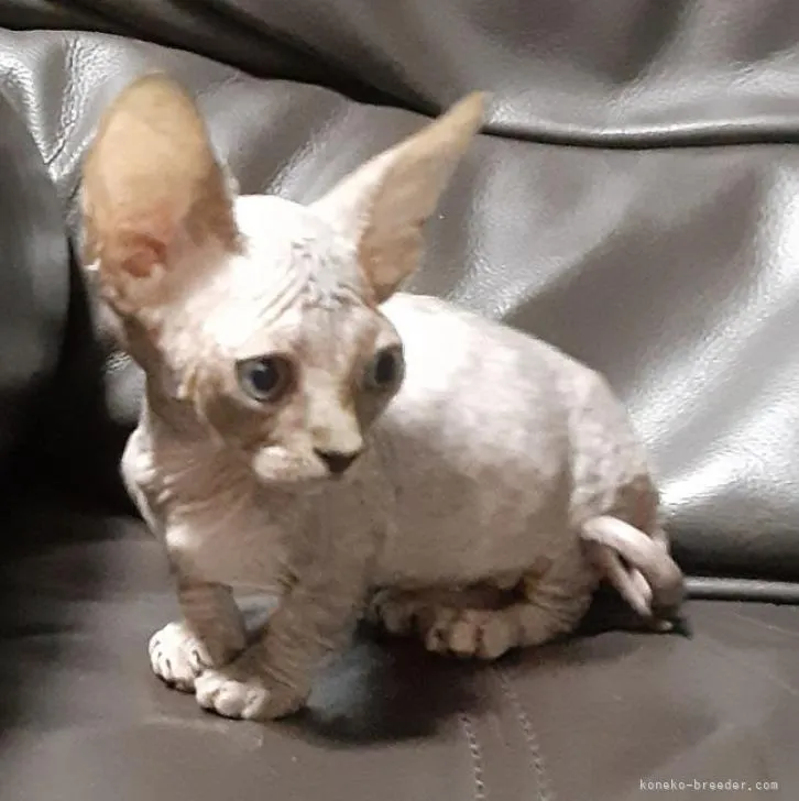 ID：2208-02176の子猫