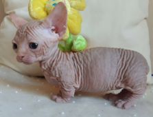 バンビーノ【・女の子・2020年3月5日・ホワイト】「この頃はまだ海外でした‼️」