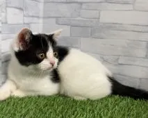 ミヌエット【兵庫県・女の子・2021年6月23日・ブラック&ホワイト】の写真3