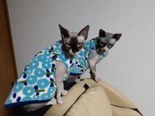 スフィンクス【・女の子・2020年4月18日・チョコレートポイント】「彼氏と」