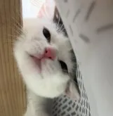 マンチカン(長足)【兵庫県・男の子・2023年2月22日・ブルーアンドホワイト】の写真3「スキマ好き❤️」