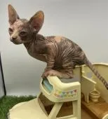 バンビーノ【兵庫県・女の子・2021年9月19日・ダイリュウトウキャリコ】の写真4「高いところ大好きです。」