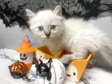 ミヌエット(長足)【兵庫県・男の子・2025年9月2日・シールリンクスポイント】の写真13